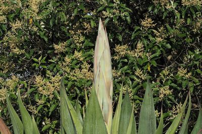 Close-up of plants growing on field