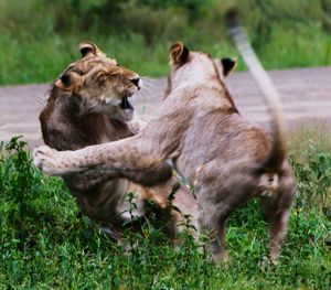 View of fighting lions