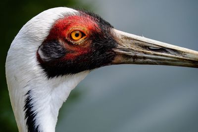 Close-up of bird against blurred background