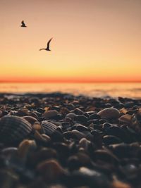 Seagulls flying over sea against sky during sunset