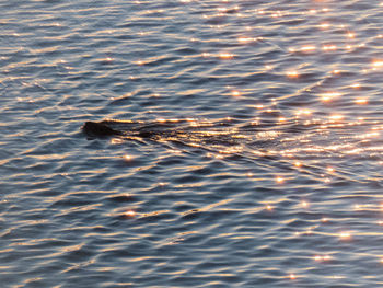 High angle view of turtle swimming in sea