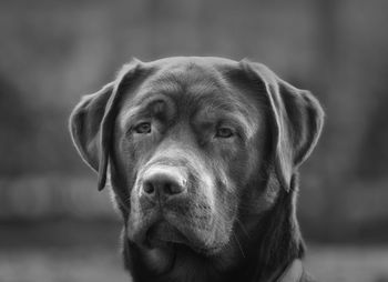 Close-up portrait of dog