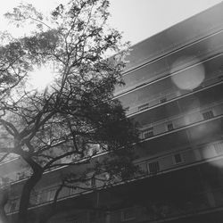 Low angle view of sun shining through trees