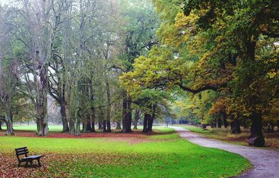 Trees in park during autumn