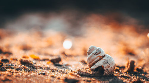 Close-up of shell on sand