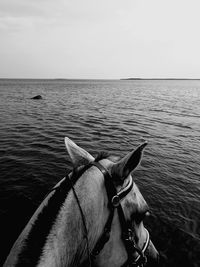 Horse in sea against sky