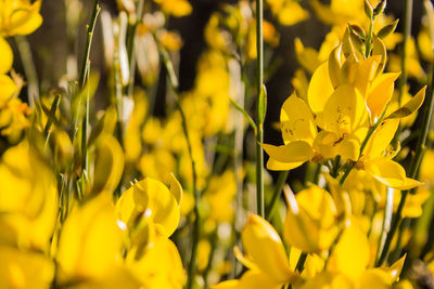 Close-up of yellow flowering plants on field