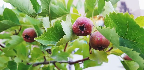 Close-up of berries growing on tree