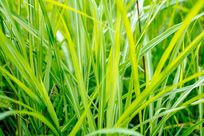 Full frame shot of plants growing on field