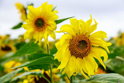 Close-up of yellow sunflower