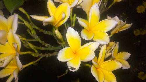 Close-up of yellow flowering plant