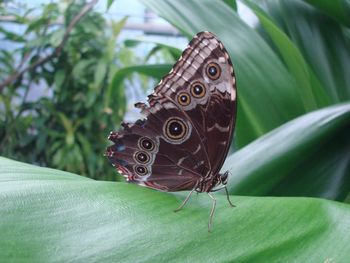 Close-up of butterfly on leaf