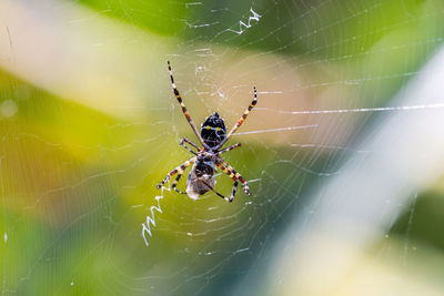 Close-up of spider on web