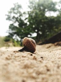 Close-up of snail