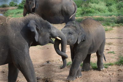 Close-up of elephants locking trunks