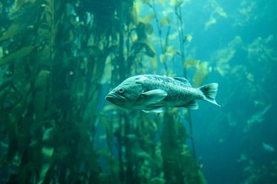 Close-up of fish swimming in sea