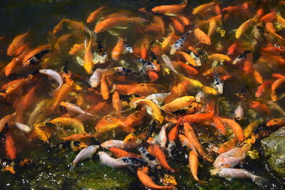 High angle view of koi carps swimming in water