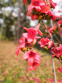 Close-up of pink roses