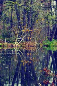 Reflection of trees in lake