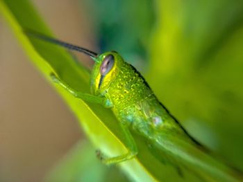 Close-up of insect on leaf