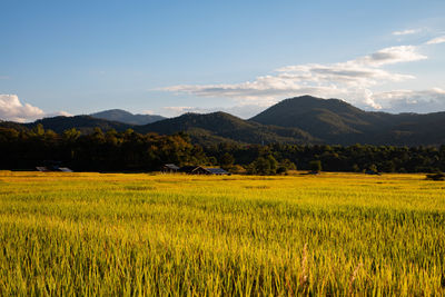 Scenic view of agricultural field against sky