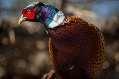 Close-up of parrot