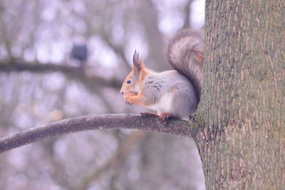 Squirrel on tree trunk