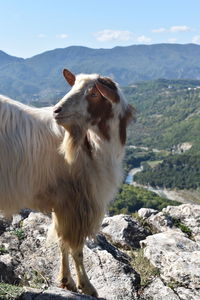 Goat standing on rock