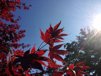 Low angle view of red maple leaves against sky