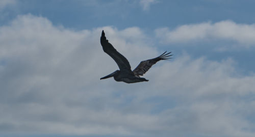 Low angle view of eagle flying against sky