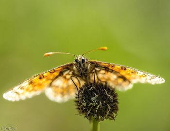 Close-up of butterfly perching on flower