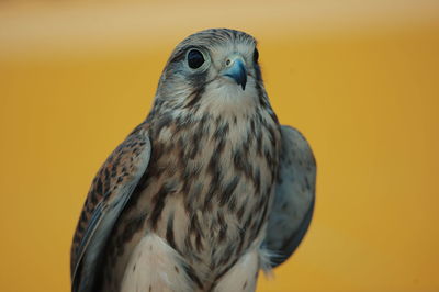 Close-up of falcon against yellow background