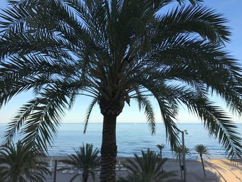 Low angle view of palm trees against sky