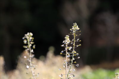 Close-up of flowering plant on field