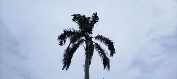 Palm tree with the surrounding sky