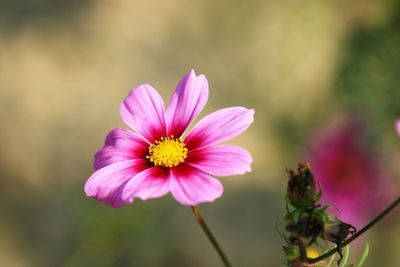 Cosmos flowers blooming in the garden