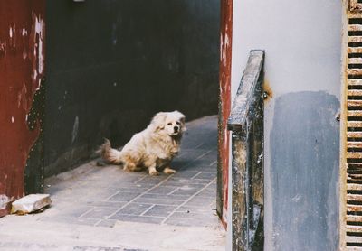 Dog sitting on steps