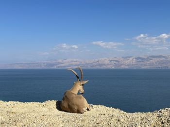 High angle view of dog on beach against sky