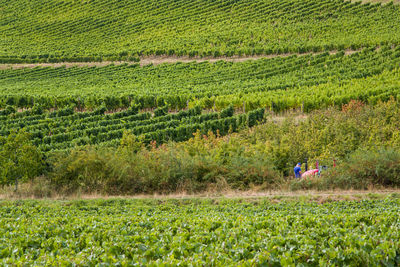 Scenic view of agricultural field. scenic view of vineyard. 