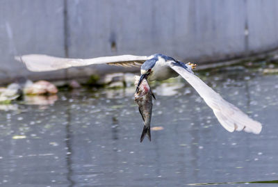 Black-crowned night heron flying while carrying fish in mouth