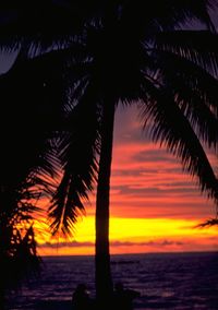 Silhouette of palm trees at sunset