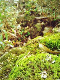 Close-up of moss growing on field