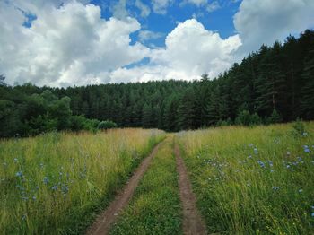 Country road among green grass near the forest against a blue sky with clouds