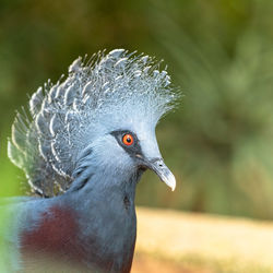 Close-up of pigeon