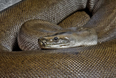 Close-up of snake