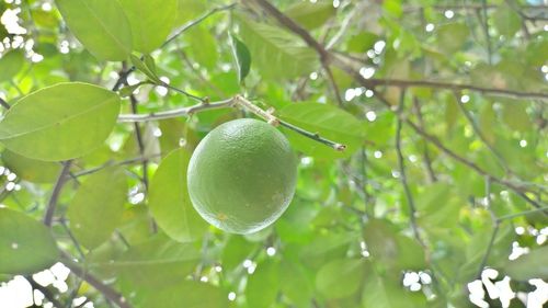 Low angle view of fruits lime on tree