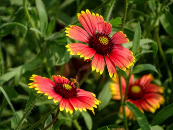 Close-up of red flower