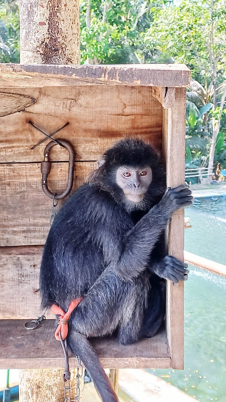 animal themes, animal, mammal, primate, animal wildlife, monkey, one animal, zoo, wood, ape, wildlife, no people, nature, day, tree, sitting, outdoors, animals in captivity, plant