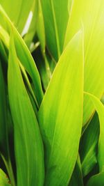 Close-up of green leaves