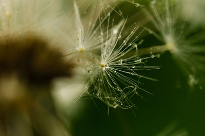 Close-up of wet dandelions during rainy season